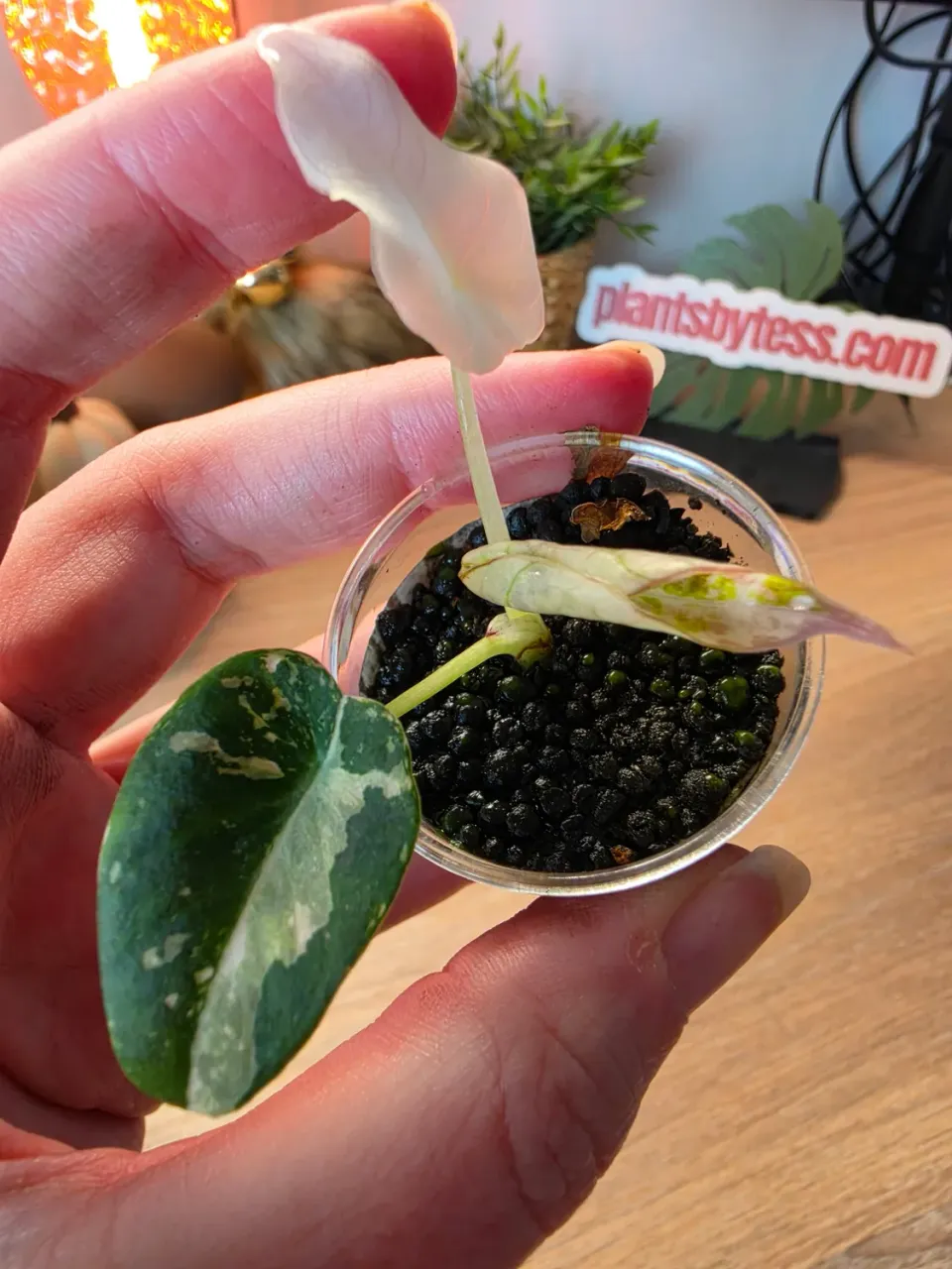 plant.ess Black Velvet Pink alocasia rose 2 feuilles