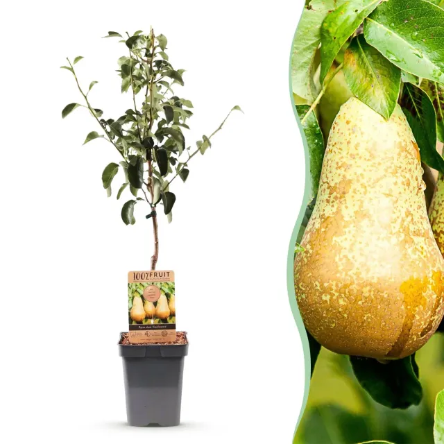 PLANT AND STORIES Poirier Conference Pyrus fruitier pot 21 cm 90 cm