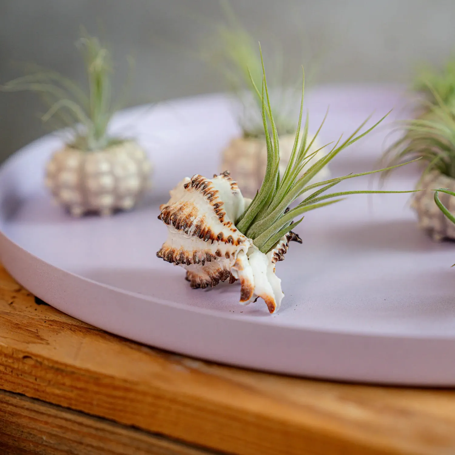 Airplantshop Schelpen Box coquillages 6 plantes aériennes