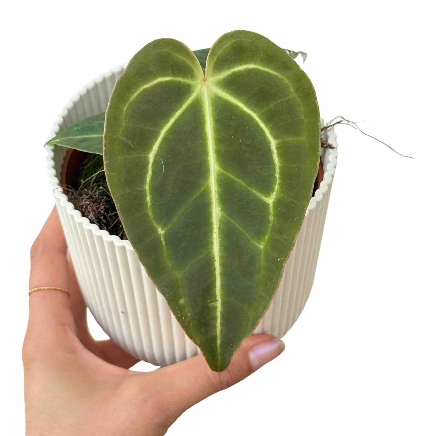 Plant and Stories Regale anthurium pot 6 cm nervures argentées