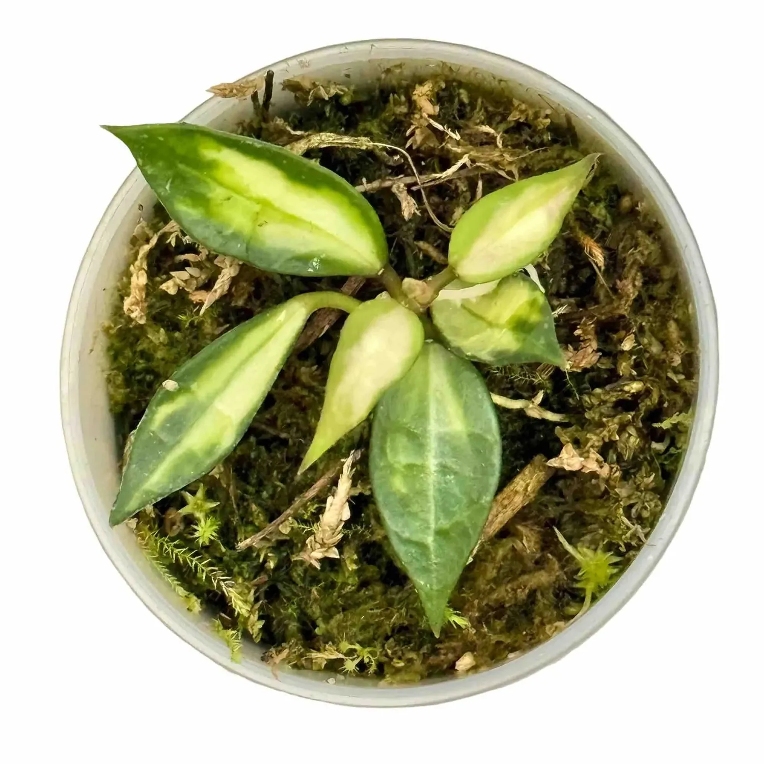 Plant and Stories Lacunosa Hoya plante pot 6 cm panaché nacré