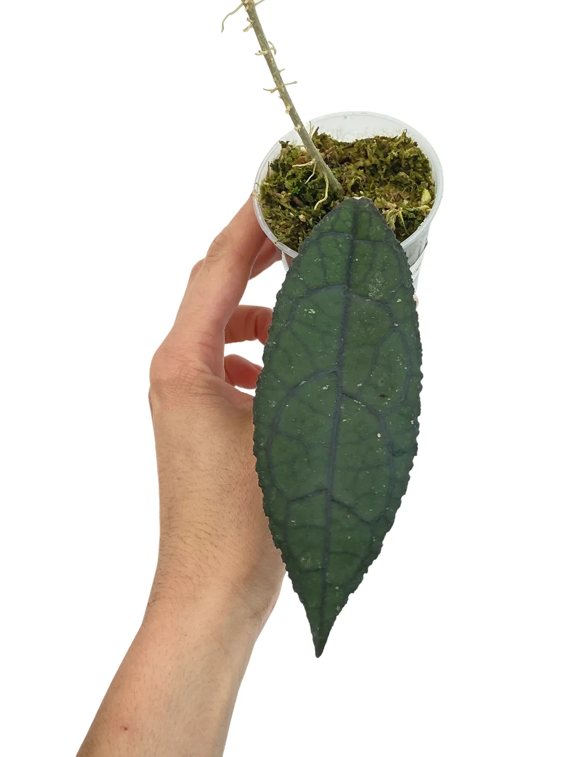 Plant and Stories Hoya Clemensiorum plante pot 6cm velouté