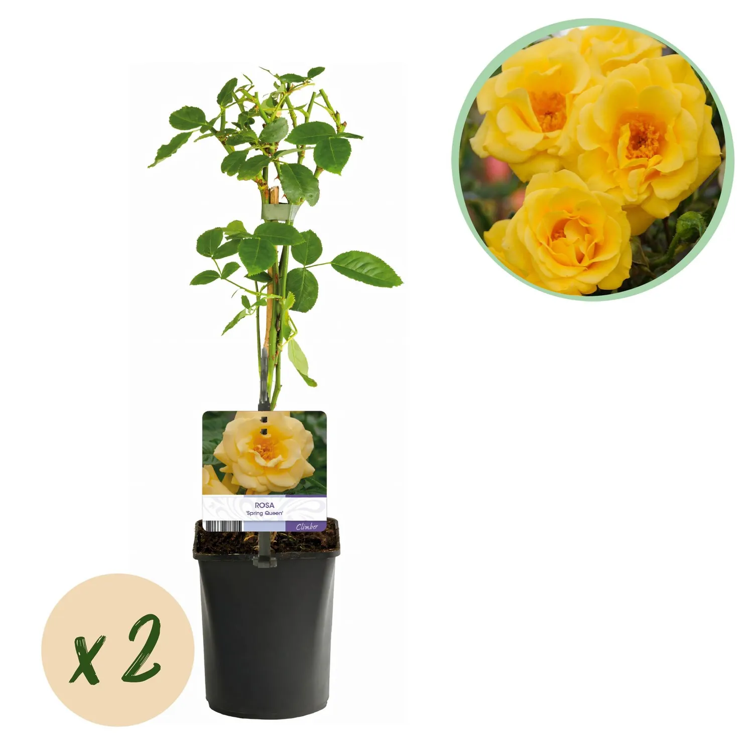 PLANT AND STORIES Rosier Spring Queen grimpant pot 11 cm lot 2 parfumé