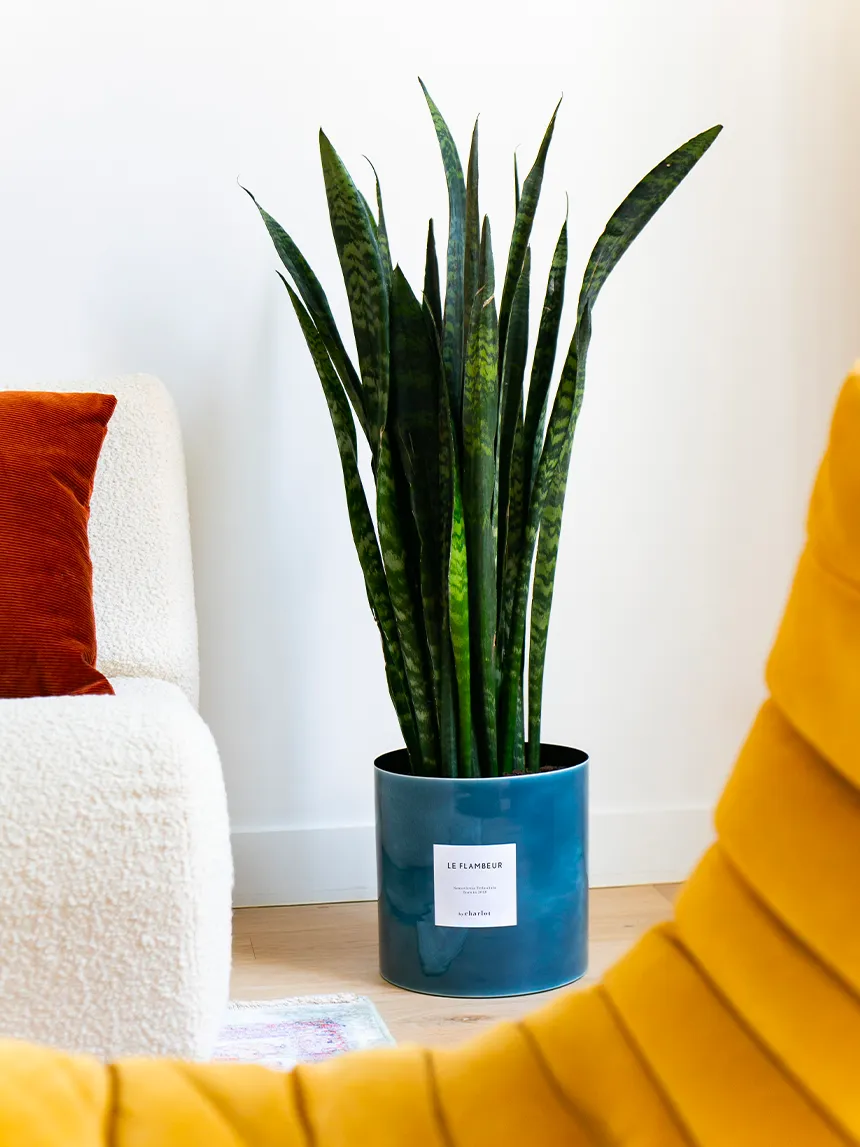 By Charlot Le Flambeur plante Sansevieria 80 cm avec pot XL