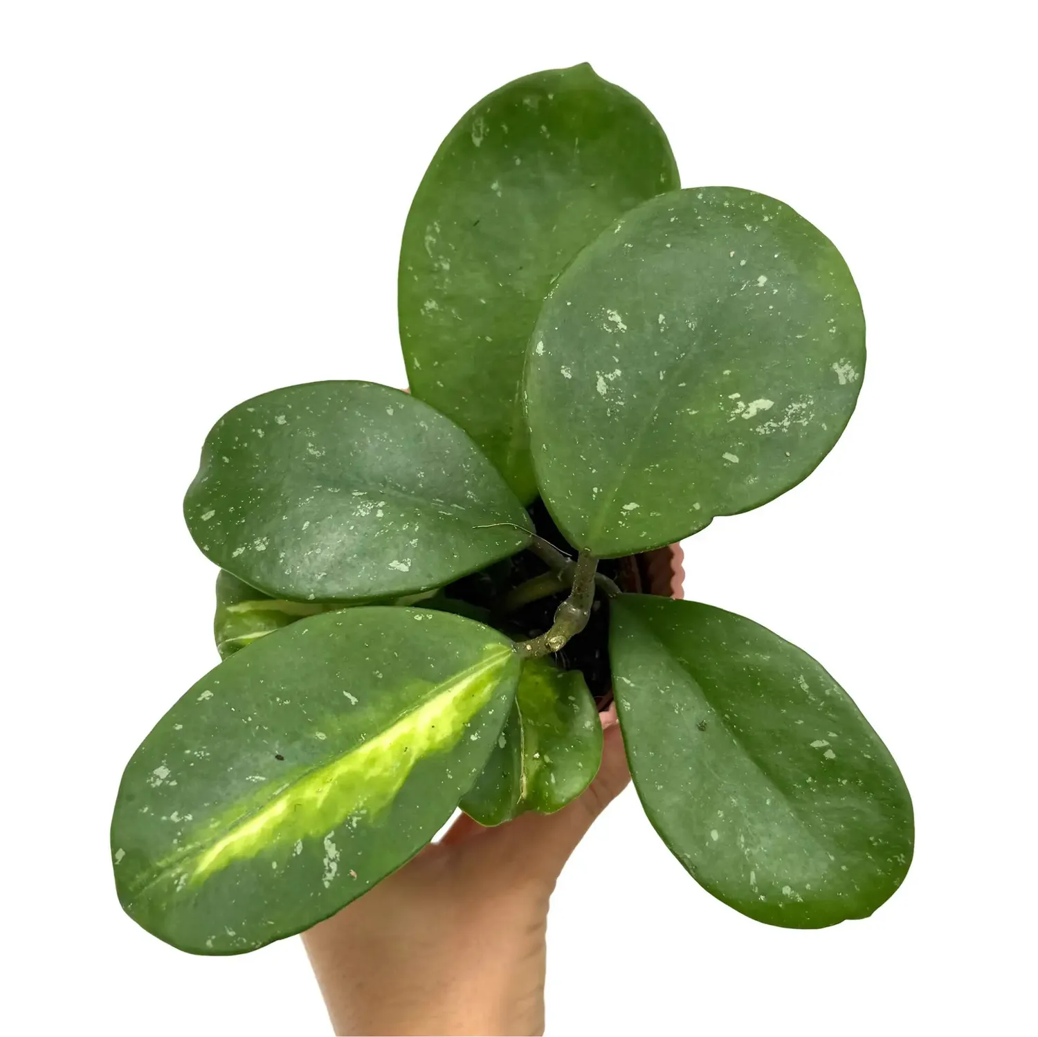 Plant and Stories Hoya Obovata Inner Variegata plante pot 8 cm
