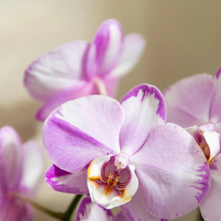 Plant and Stories Phalaenopsis Niagara Falls orchidée rose pot 12 cm
