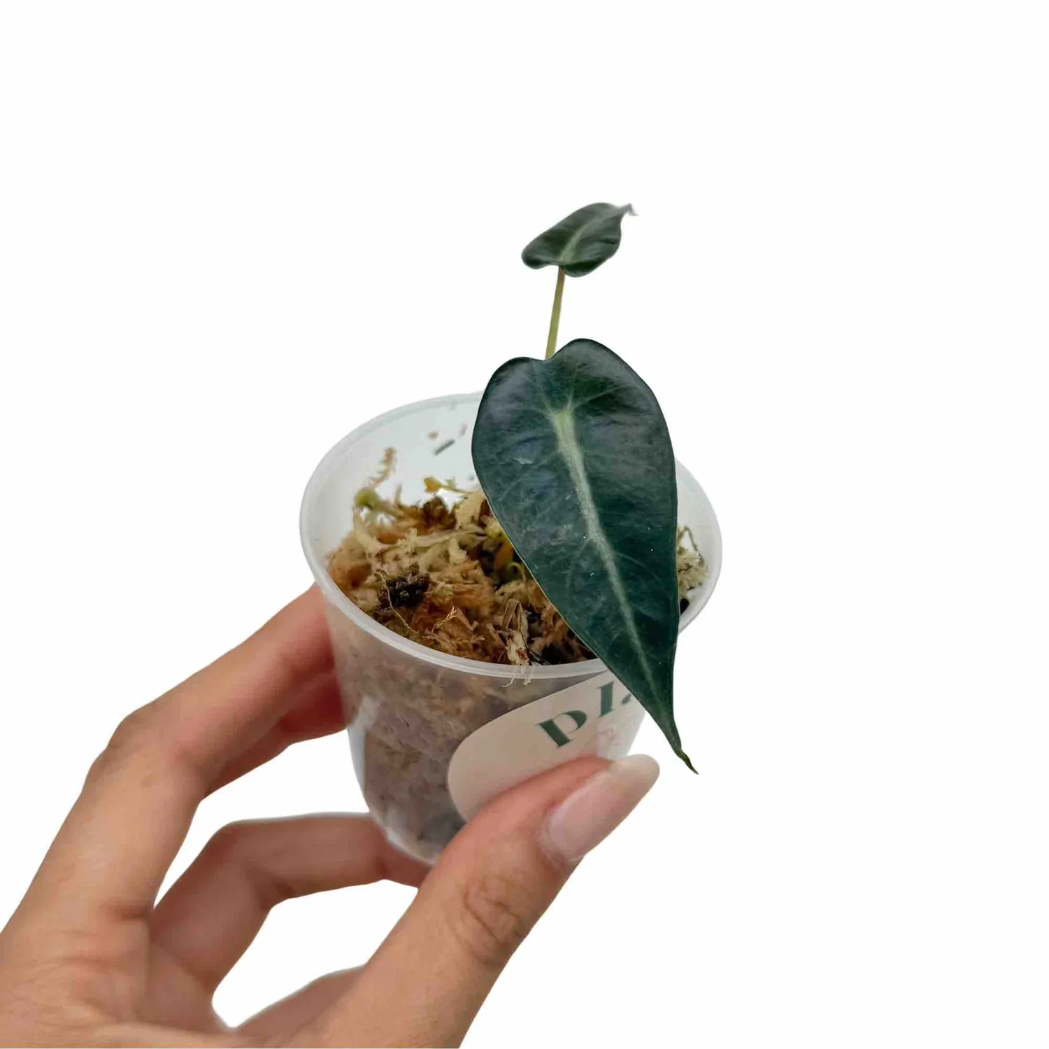 Plant and Stories Bambino Arrow alocasia naine 6 cm
