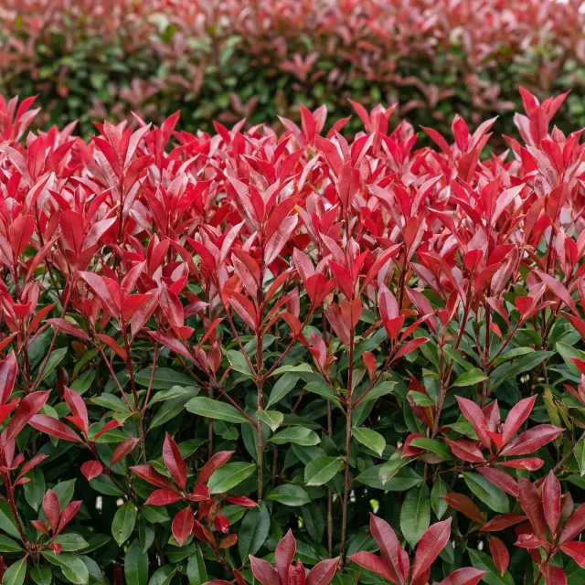 Plant and Stories Carré Rouge photinia haie pot 17cm