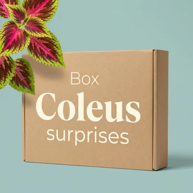 Plant and Stories Box Coleus Mystères plantes colorées surprise
