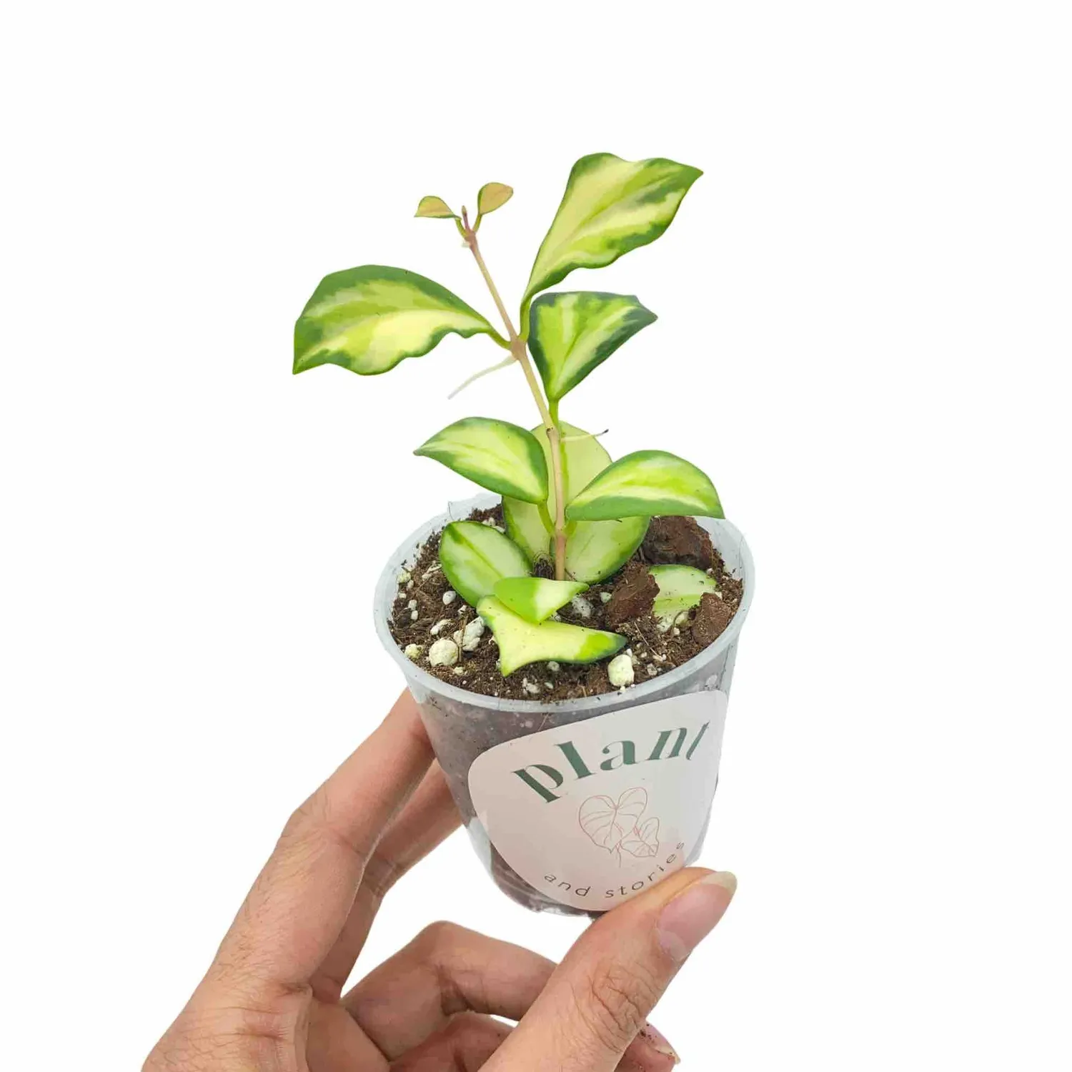 Plant and Stories Hoya Heuschkeliana variegata plante 6 cm panachée