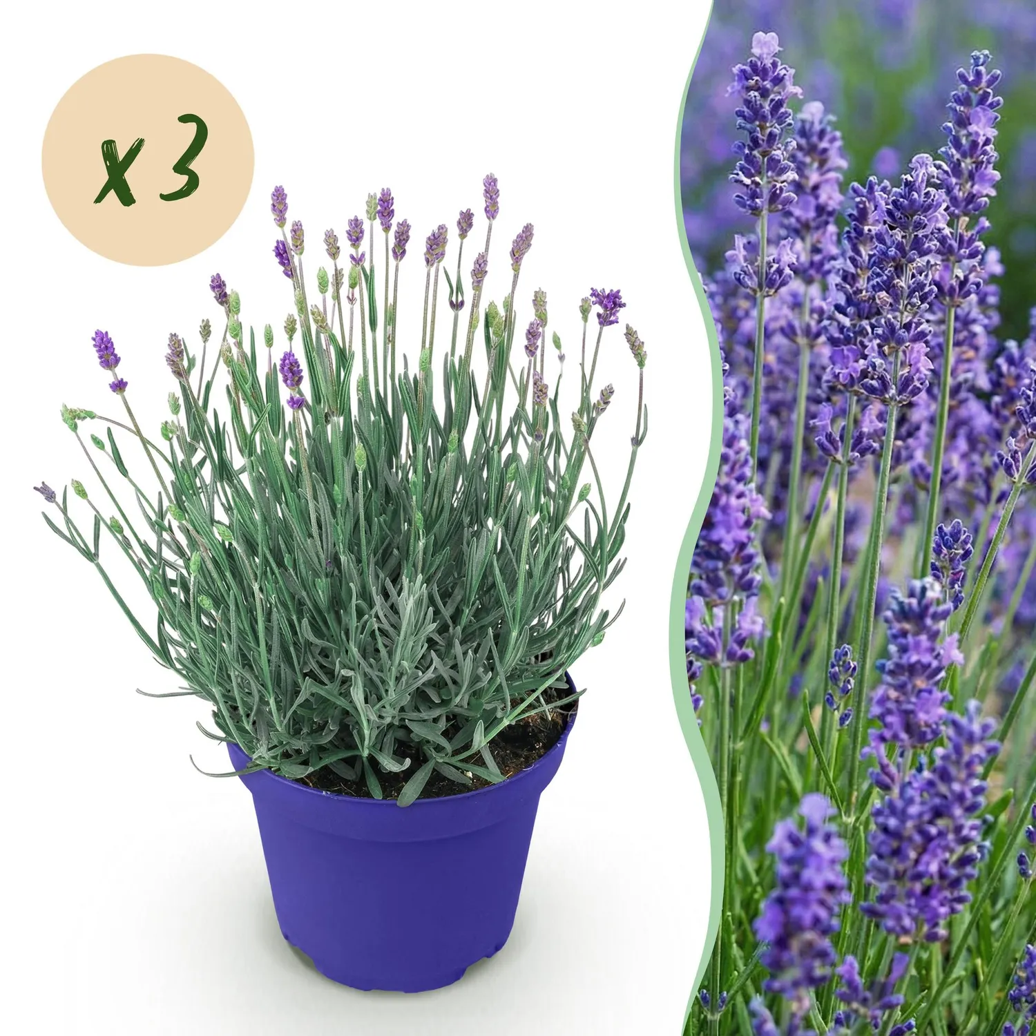 Plant and Stories Hidcote lavande pot 12 cm 1 plant rustique
