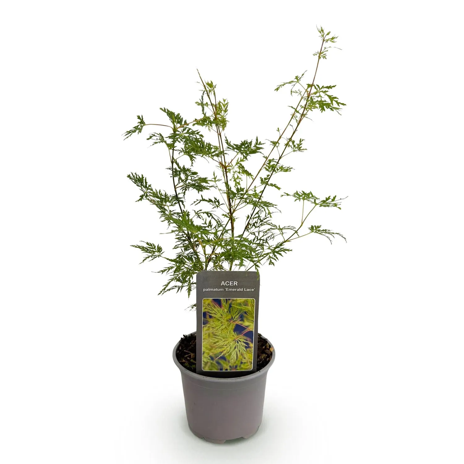 Plant and Stories Emerald Lace érable du Japon pot 12 cm 1 plant