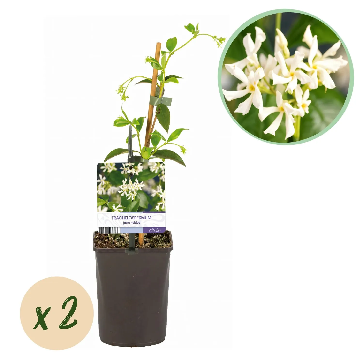Plant and Stories Jasmin étoilé grimpante lot de 2 parfumée