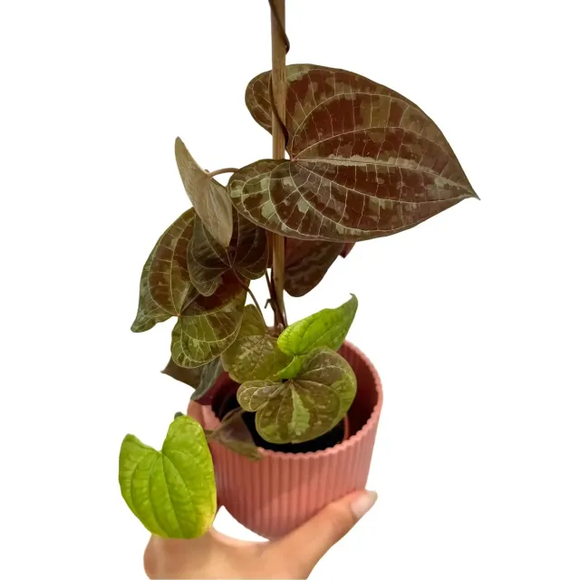 Plant and Stories Dioscorea Discolor igname plante pot 7 cm veloutée