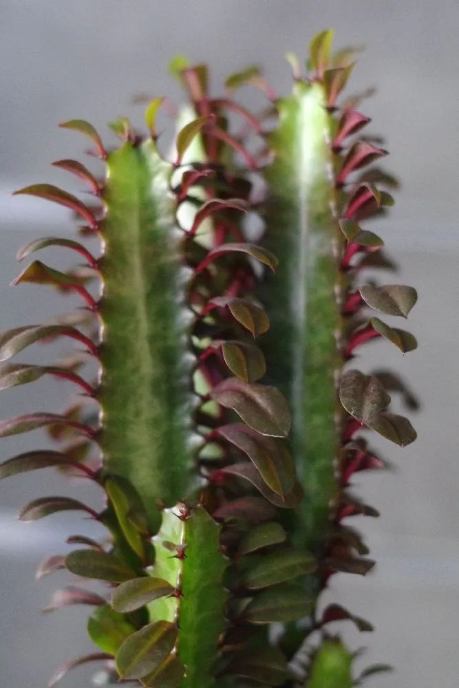 Aquaphyte Ningaloo Ni kokedama euphorbia 12 cm