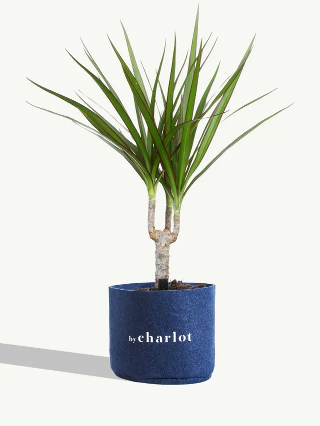 By Charlot L'Explorateur recharge dracaena céramique