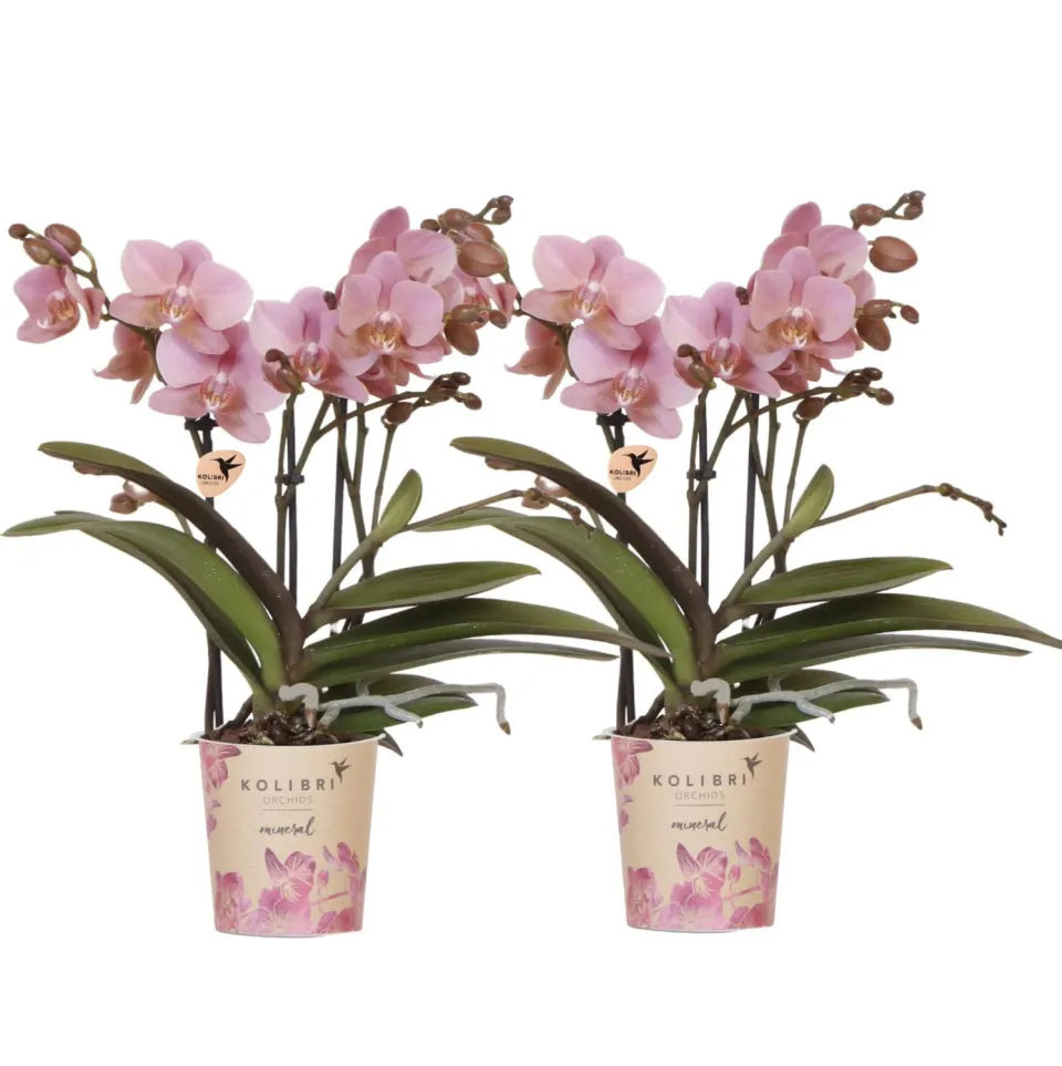 Plant and Stories Phalaenopsis Trévise orchidée duo 2 pots 9 cm
