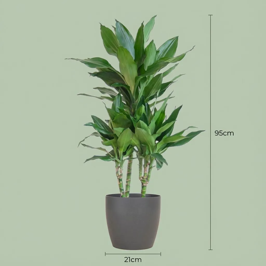 Plant and Stories Dracaena Janet Lindt plante pot 21cm 95cm blanc