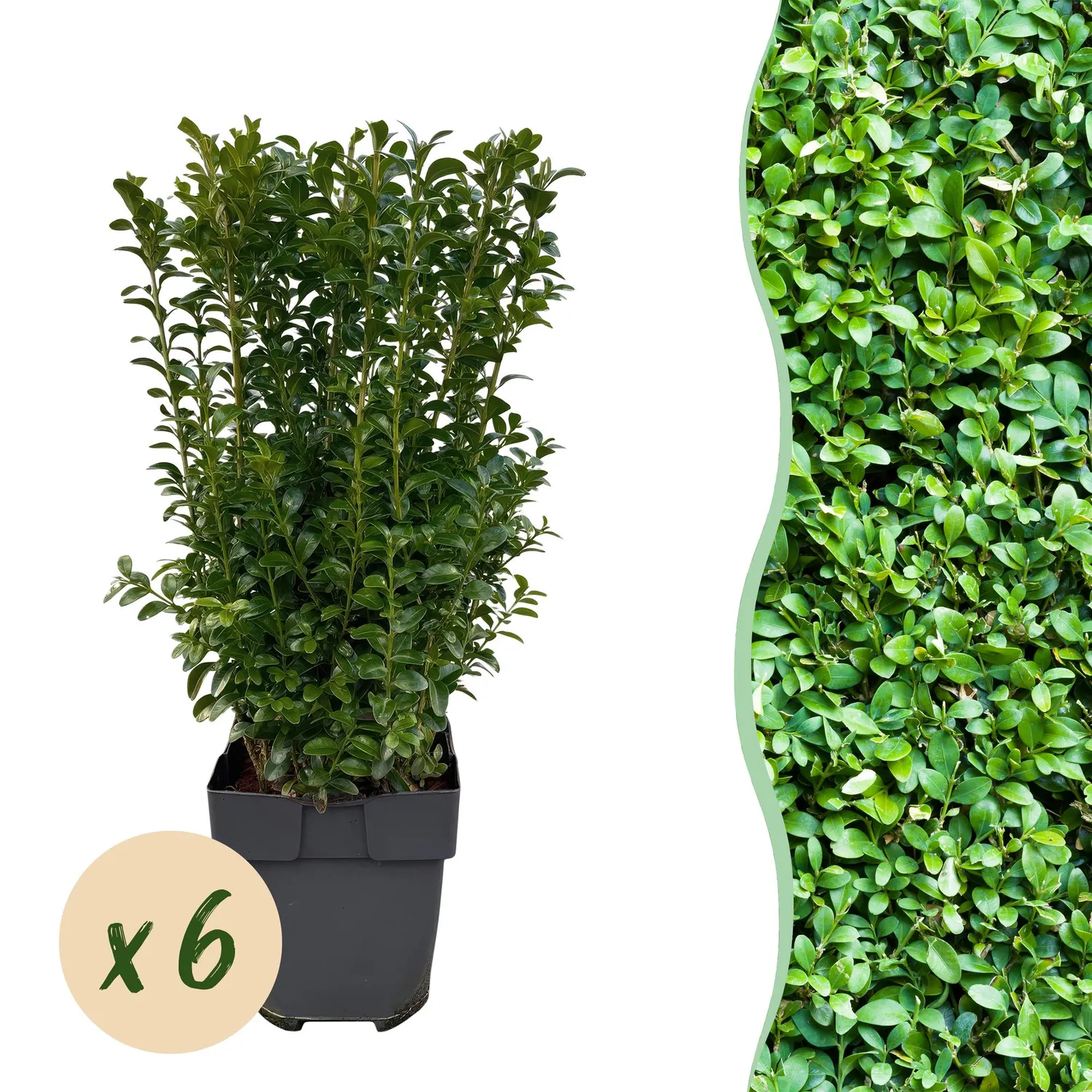 Plant and Stories Buis Buxus Sempervirens haie lot 6 persistante
