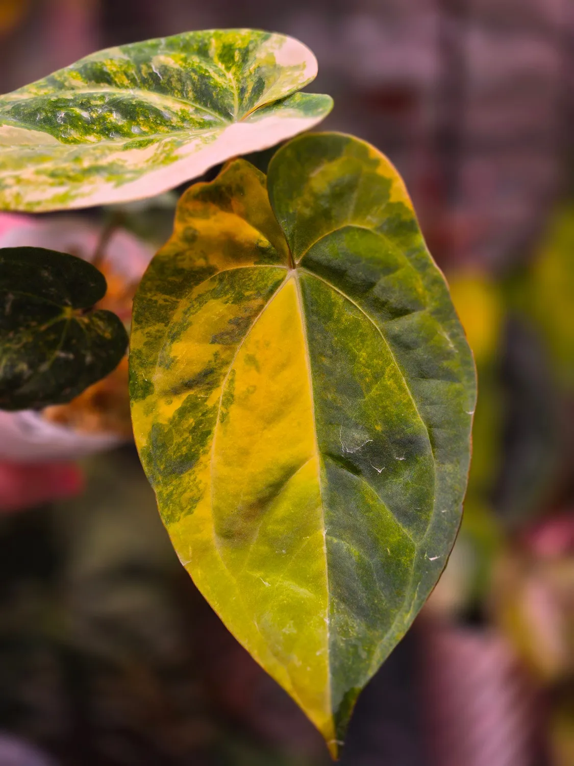 plant.ess Anthurium Papillilaminum Ace of Spades plante velours dark