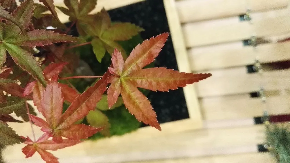 AQUAPHYTE Fuji-san Ni kokedama érable du Japon caduc