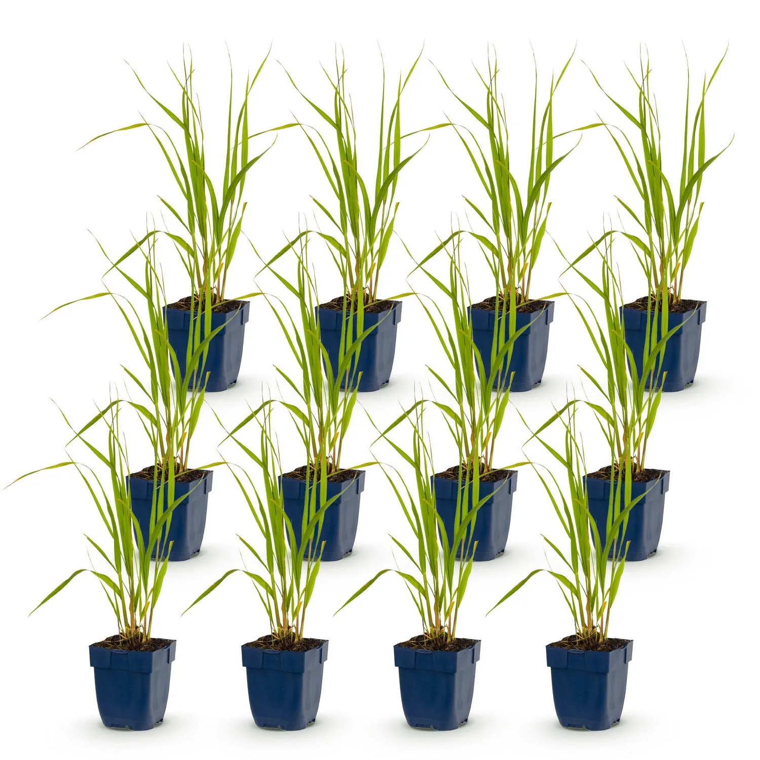 Plant and Stories Molinia Heidebraut graminée pot 11 cm lot 6 plants