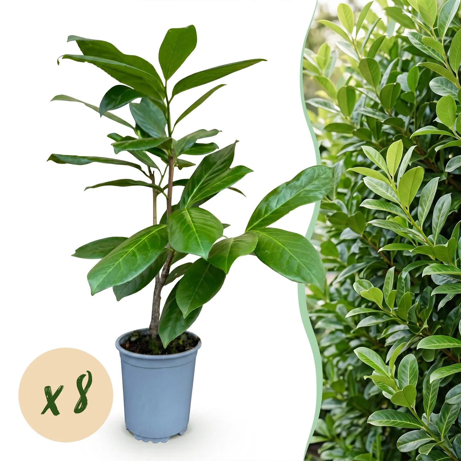 Plant and Stories Laurier-cerise Rotundifolia haie 8 plants pot 9 cm