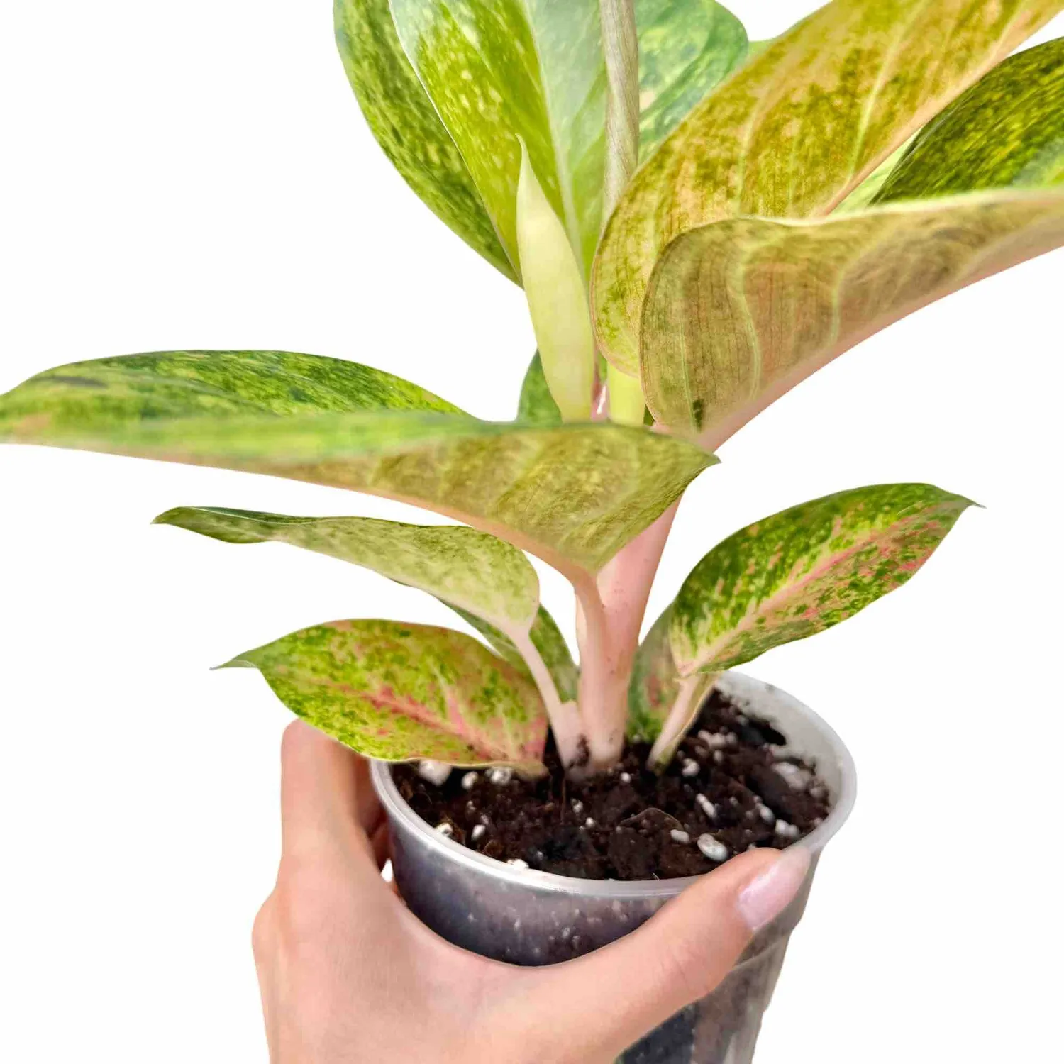 Plant and Stories Aglaonema Apple Green plante verte pot 12 cm