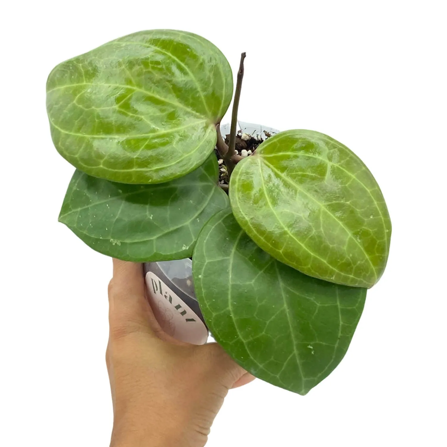 Plant and Stories Hoya Sarawak Cream liane pot 10,5 cm