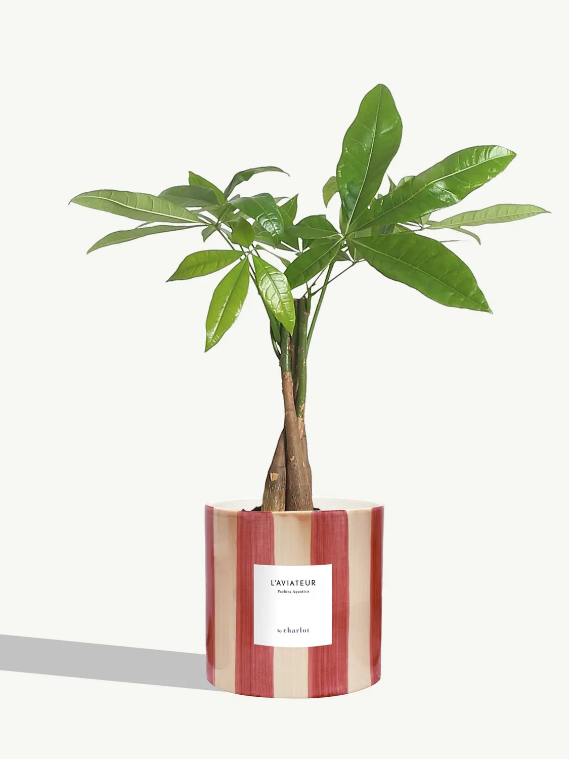 By Charlot L'Aviateur anthurium plante pot 14 cm