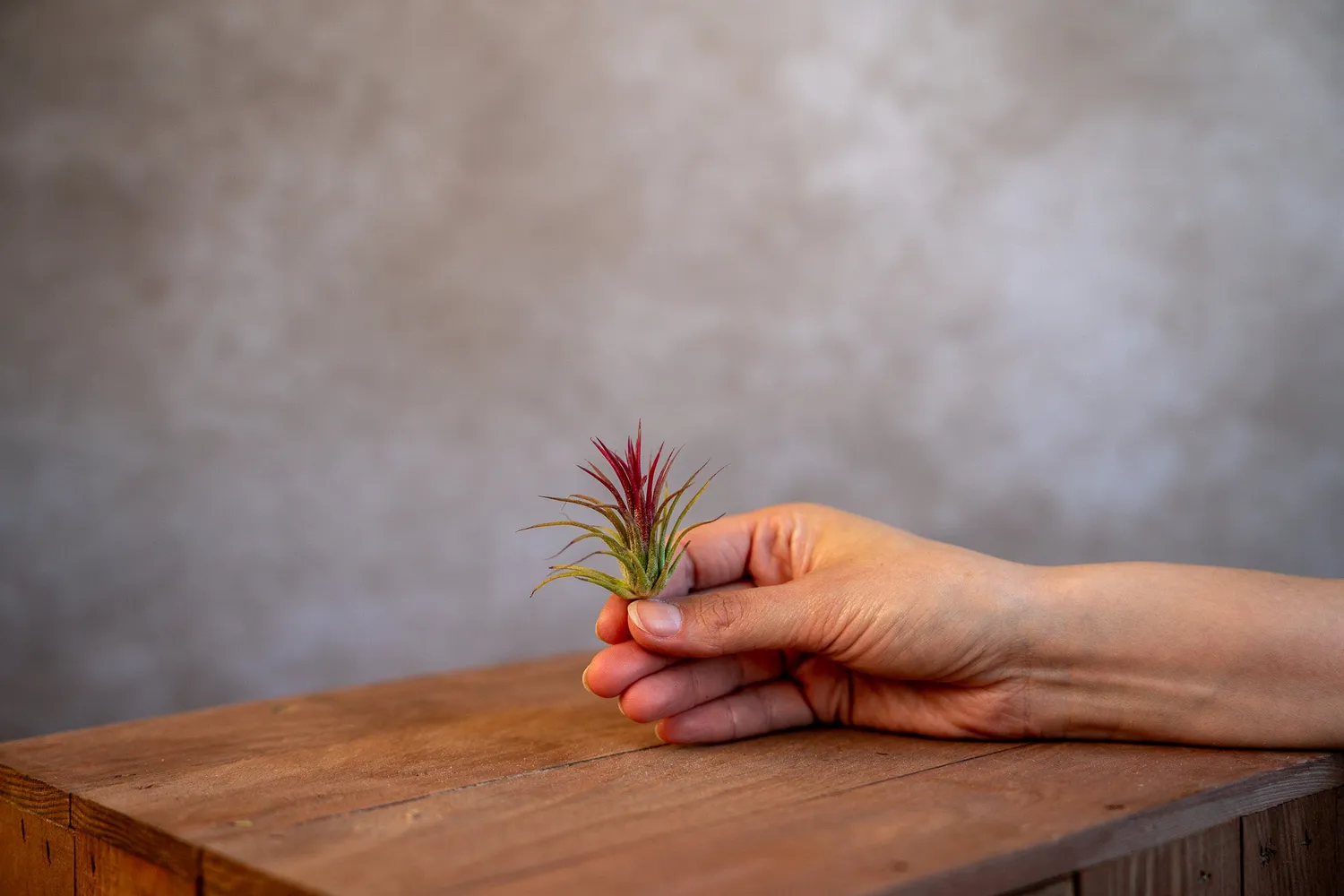 Airplantshop Ionantha Fuego plante aérienne rouge S-XL