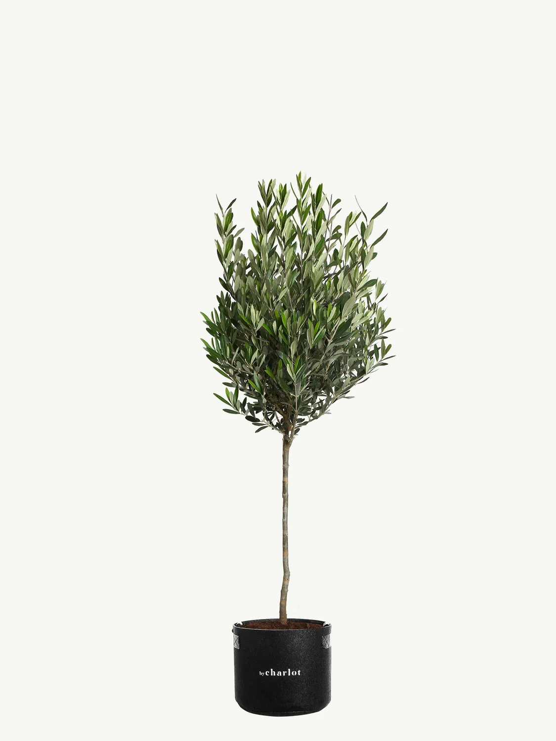 By Charlot Le Philosophe grande plante seule XL