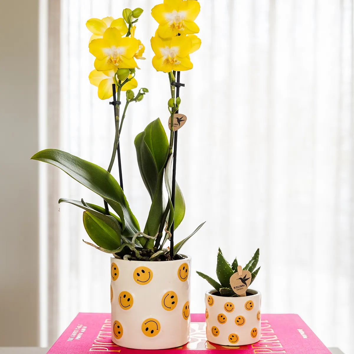 Plant and Stories Phalaenopsis Albenga orchidée jaune coffret pot 9 cm
