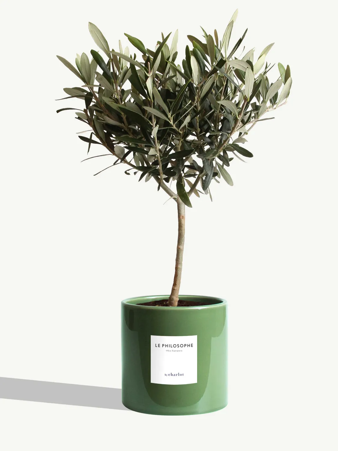 By Charlot Le Philosophe plante pot M olivier