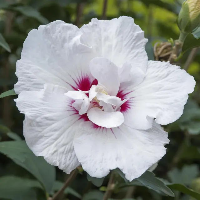 Plant and Stories Hibiscus Starburst Chiffon arbuste 90 cm