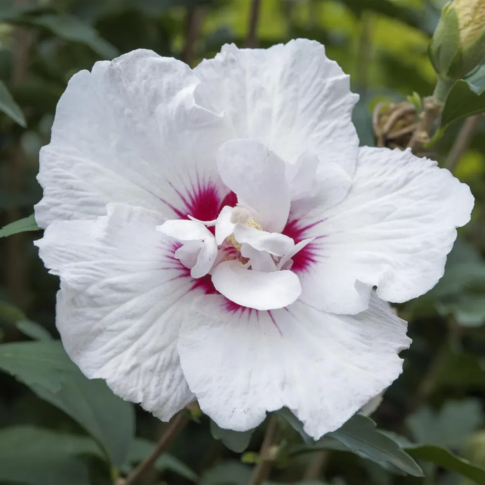 Plant and Stories Hibiscus Starburst Chiffon arbuste 90 cm