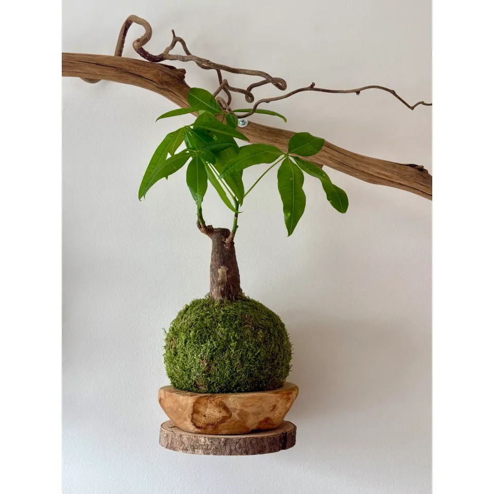 Oh My Green Pachira Aquatica kokedama taille M entretien facile