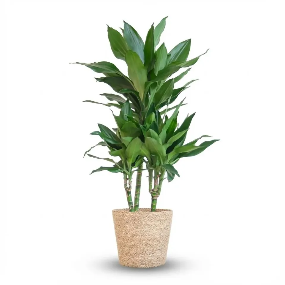 Plant and Stories Dracaena Janet Lindt plante pot 21cm 95cm blanc
