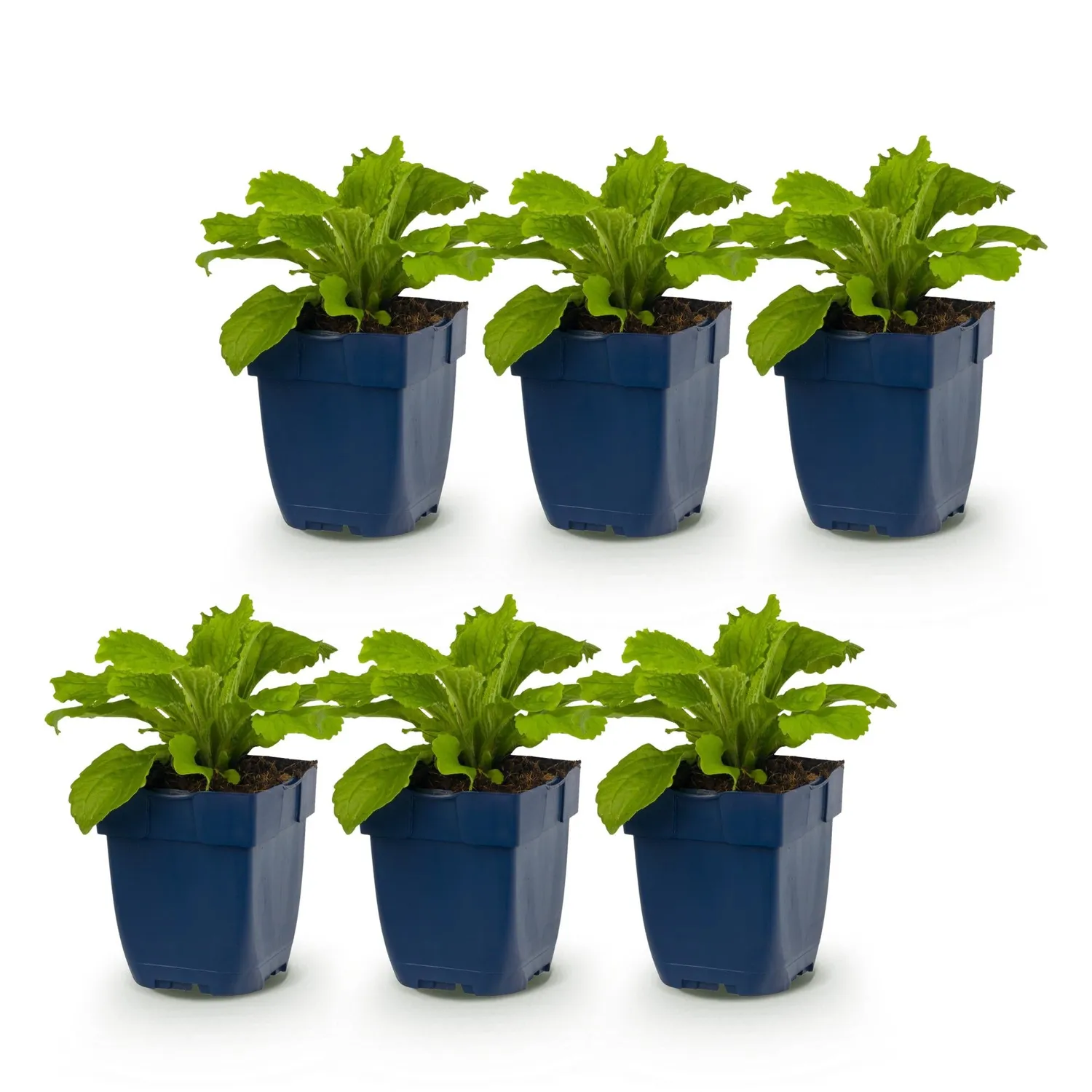 Plant and Stories Digitale Dalmatian Purple vivace pot 11cm 1 plant