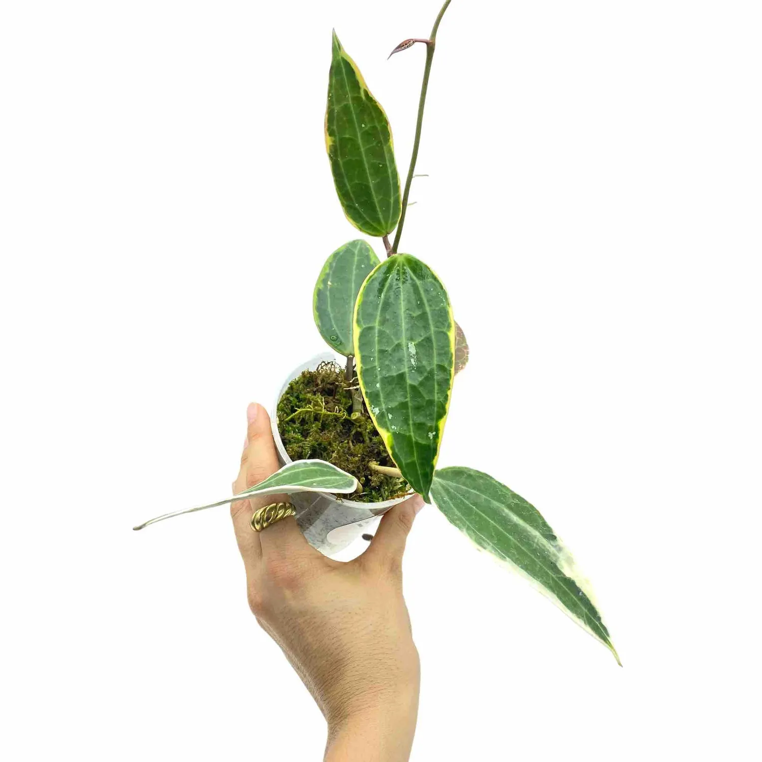 Plant and Stories Hoya Latifolia Albomarginata plante pot 6 cm