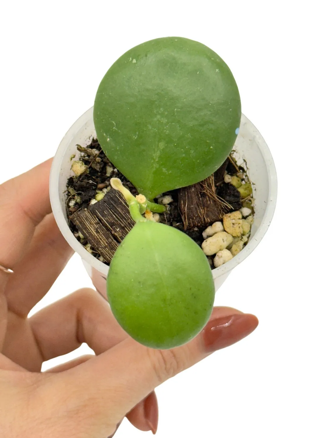 Plant and Stories Hoya Kastbergii plante d'intérieur pot 6 cm velouté