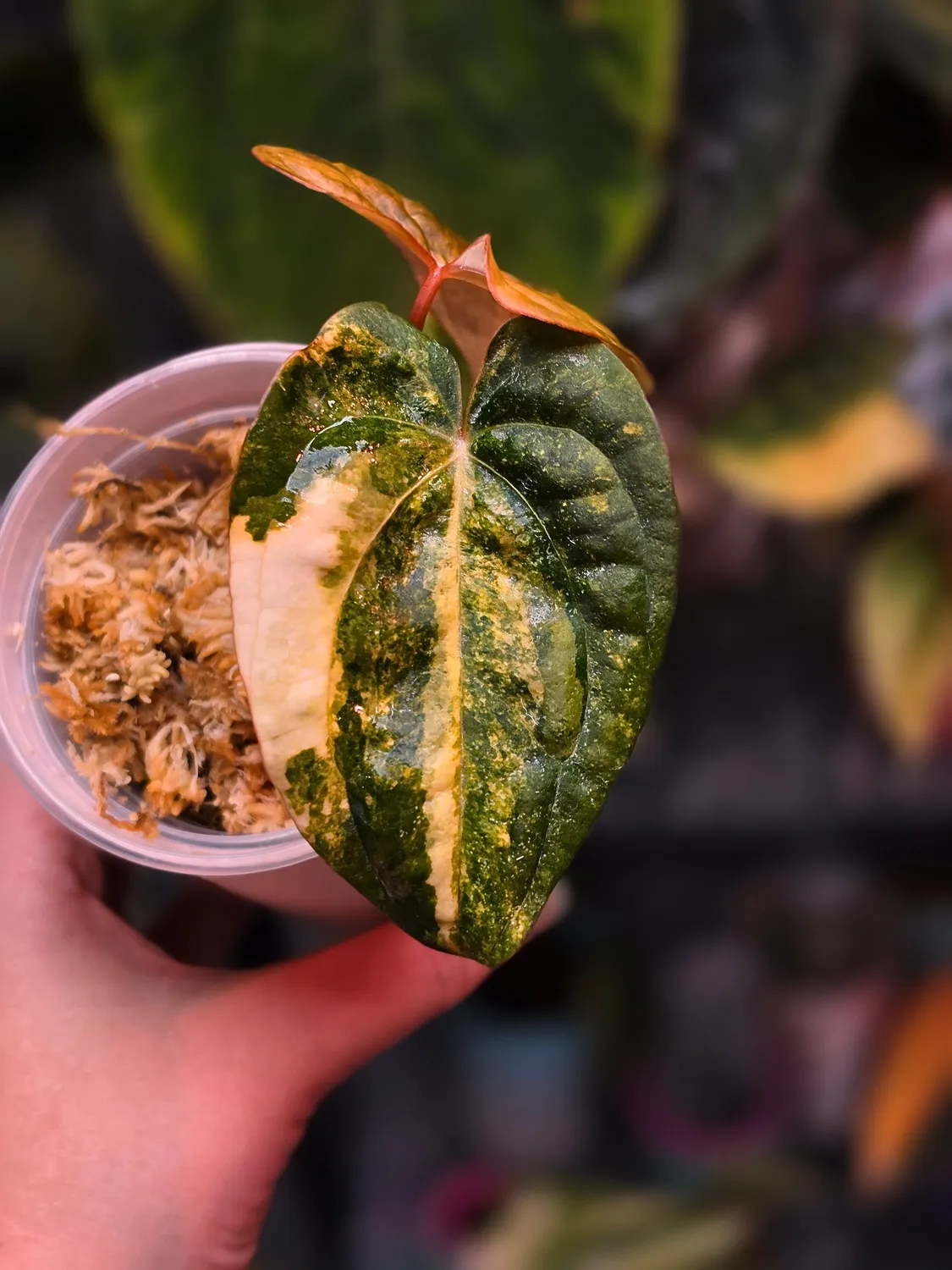 plant.ess Black Venom x RVDP anthurium 2 feuilles panaché