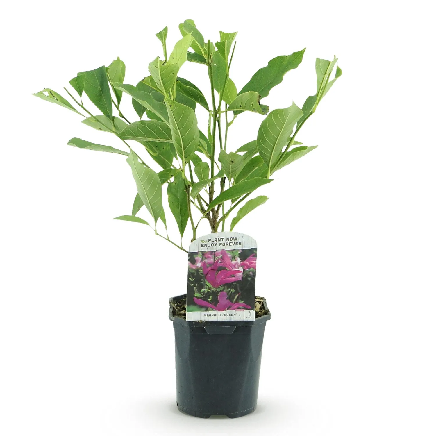 Plant and Stories Magnolia Susan arbuste pot 17 cm 45 cm