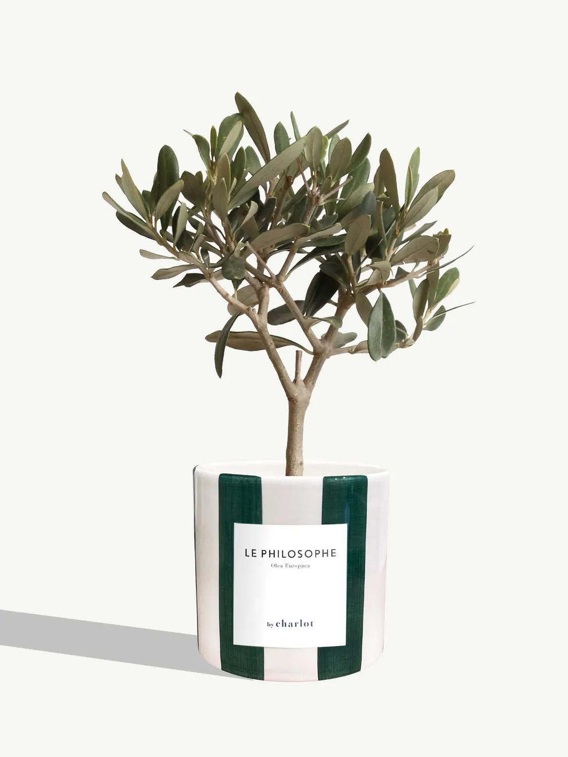 By Charlot Le Philosophe olivier plante pot 10 cm