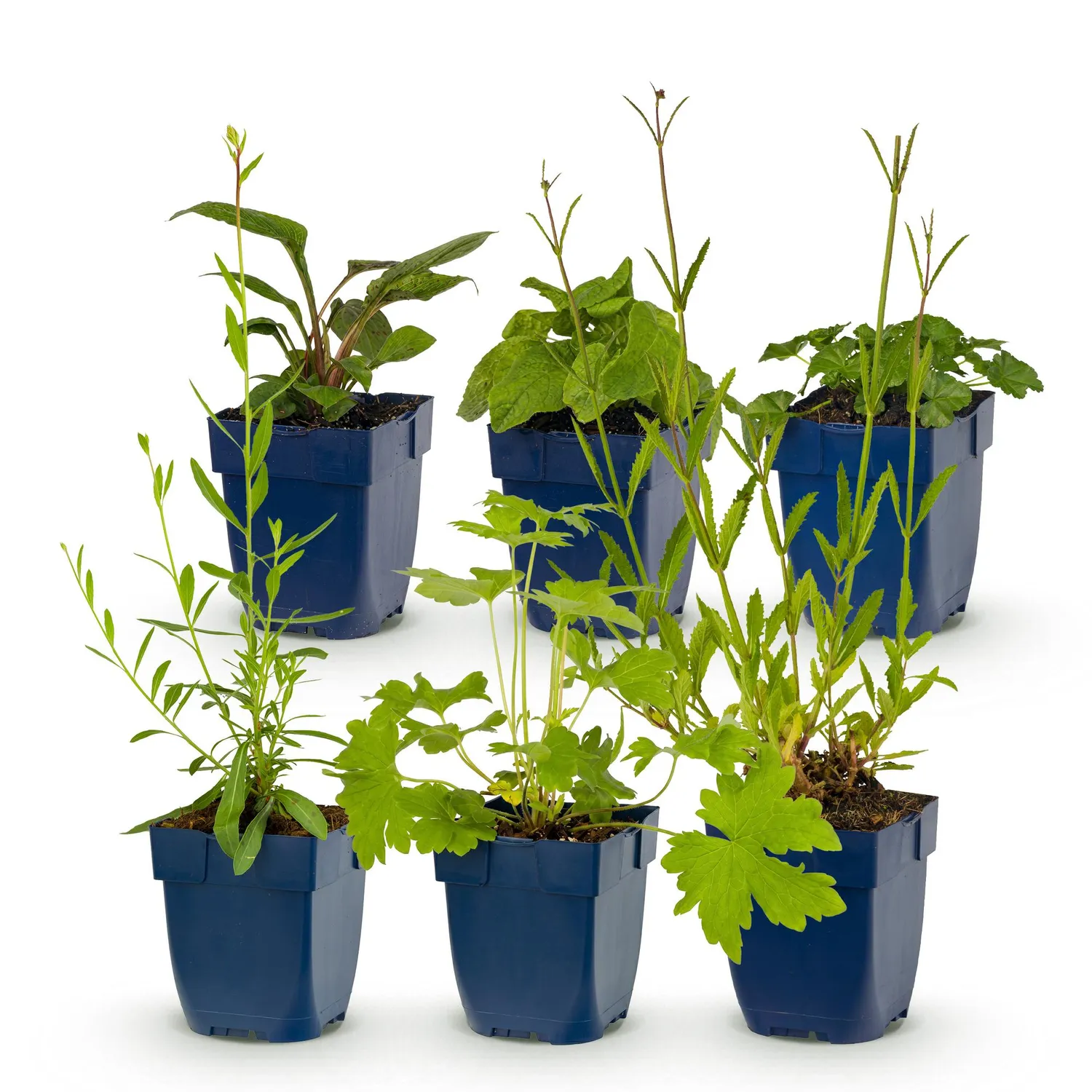 Plant and Stories vivaces melliferes plante massif 6 plants soleil