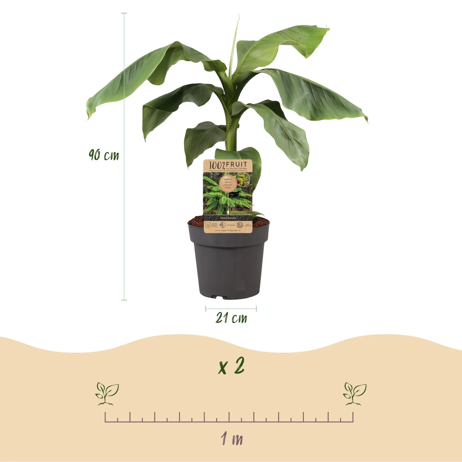 Plant and Stories Musa Basjoo bananier pot 21 cm rustique