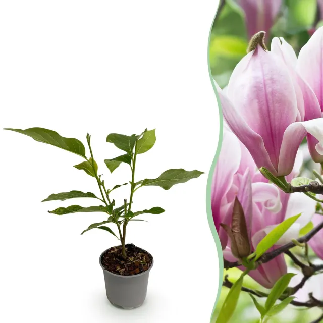 PLANT AND STORIES Magnolia George Henry Kern arbuste fleuri 1 plant rose
