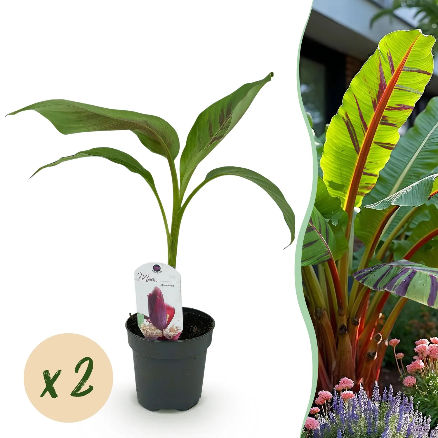 Plant and Stories Musa Red Tiger bananier 2 plants pot 12 cm feuille rouge