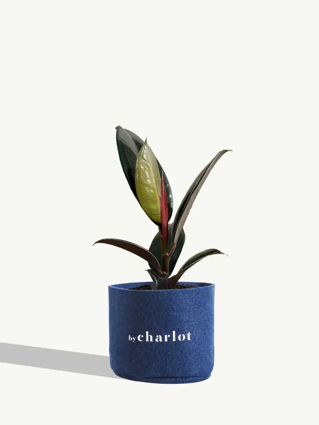 By Charlot L'Élégante petite plante S verte