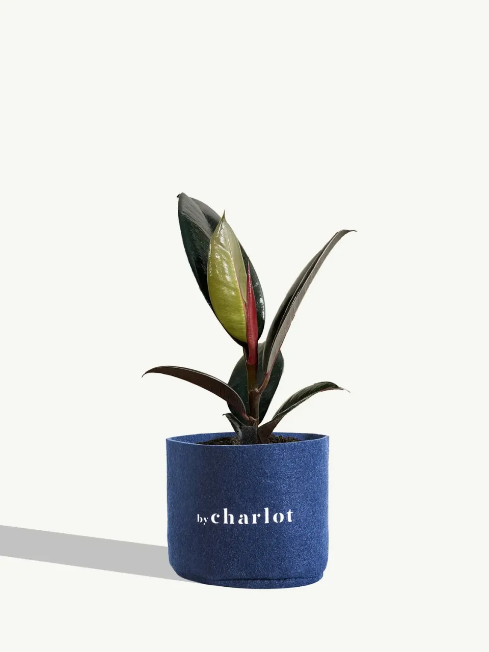 By Charlot L'Élégante petite plante S verte